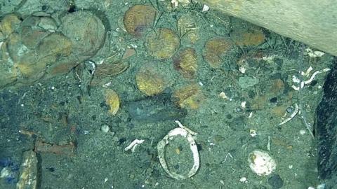 Coins lie at the bottom of the sea among the wreckage of the Spanish galleon San Jose 