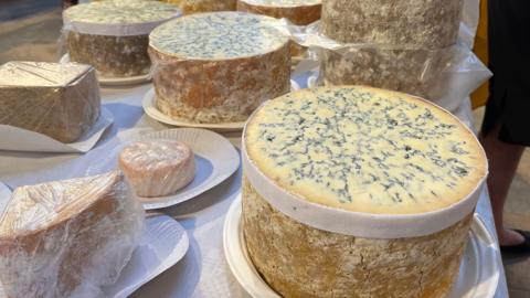 Wheels of blue cheese on paper plates on a table 