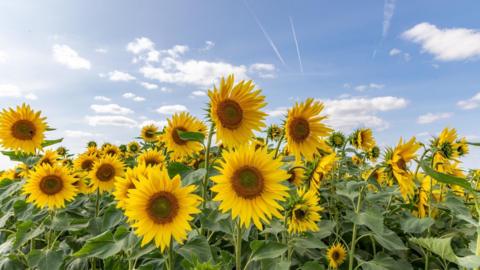 dozens of sunflowers underneath a blue sky with some cloud