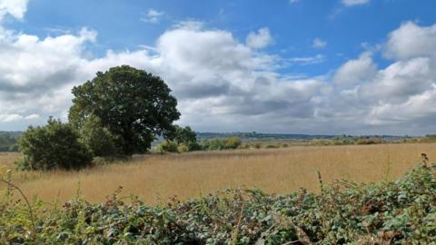 An open field with a tree at the back left, and hedges at the front of the field 