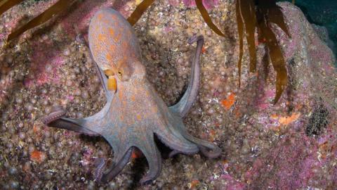 A pink octopus with orange spots is walking across a pink and orange rock covered in seaweed in green seawater.