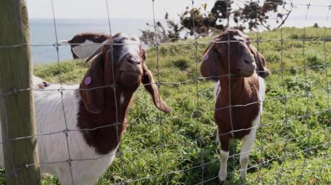 Two brown and white goats are pictured together stood on some grass behind a fence. 