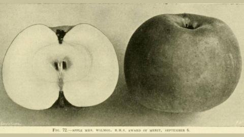 An archive illustration of two apples, one cut in half and one whole. There is a caption below reading 'Fig 72 - Apple Mrs Wilmot. R.H.S. Award of Merit, September 6.