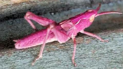 A pink grasshopper is sitting on wood.
© Natasha Welch