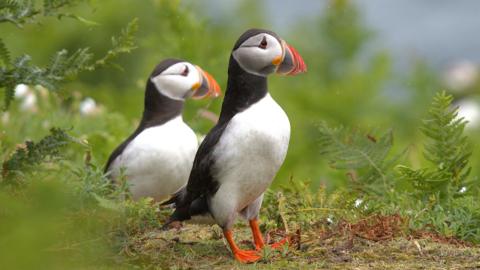 Two puffins stand among moss, grass and wild plants. They have white breasts and black backs and necks. Their faces are white and their beaks and their beaks and his webbed feet are orange. 