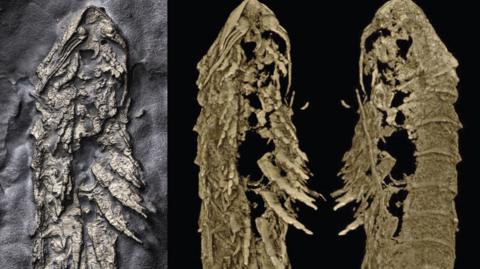 A handout photo of the holotype specimen of Lomankus edgecombei (left) and 3D models from CT scanning (centre and right). They have a golden colour.