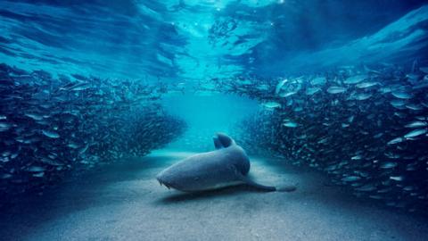 A shark among a school of fish