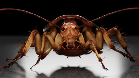 German cockroach close-up, staring at the camera. He has long antenna and a brown body