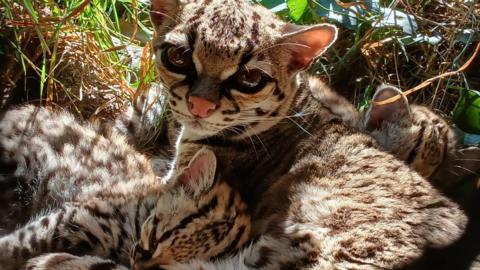 Cathod Margay