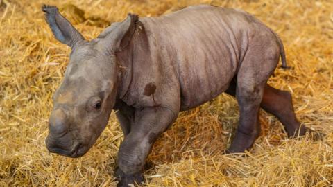 The new baby calf in straw in his enclosure 