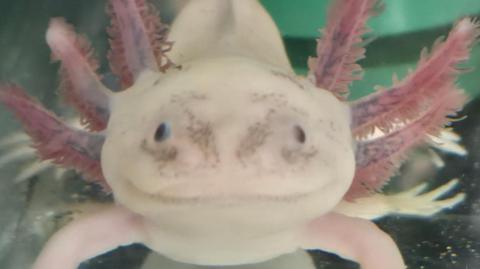 A white axolotl is seen smiling at the camera