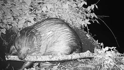 A beaver is sitting amongst leaves on soil and has a large stick in its mouth.