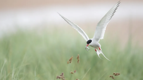 A white bird with a black head holding a fish in its beak.