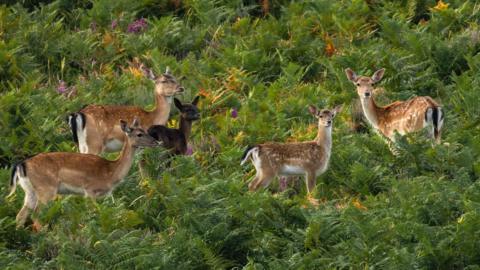 Five fallow deer stand amidst ferns and heather