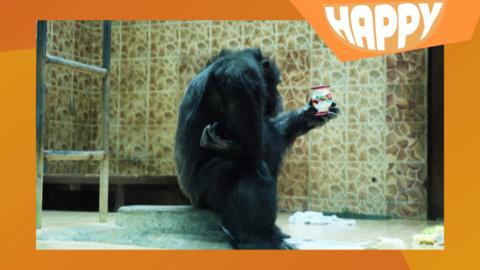 A chimp