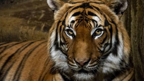 A Malayan tiger looking straight at the camera. It has orange and black stripes and appears to be in a dimly lit area like a cave.