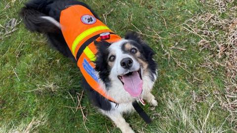 A brown, black and white border collie called Tarn. Tarn looks up at the camera with her mouth open and tongue hanging out and she wears a mountain rescue orange coat for dogs. She is stood on a green patch of grass.