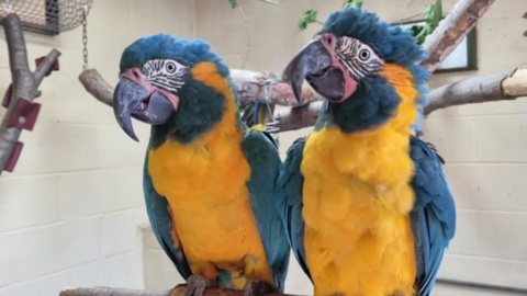 Lily and Margot - two blue and yellow macaws - sitting on a perch 