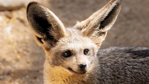 bat-eared-fox