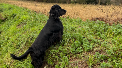 A black dog standing on a bank looking towards a hay field.