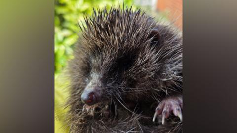 The picture shows a hedgehog being held up in front of the camera. You can see its eyes, nose and paws. There are green bushes in the background of the photo, but they are out of focus.