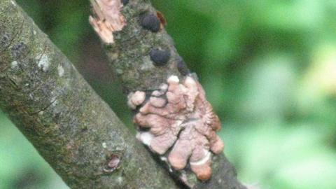Brown fingered fungi on piece of twig. It looks like a eight-legged small starfish. The fungus is discoloured. 