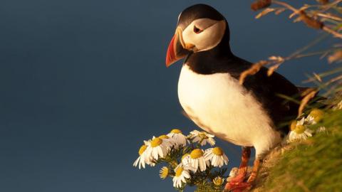 A puffin perched next to some white-and-yellow flowers