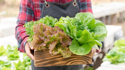 Stock image: A man, his face out of frame, in a red plaid shirt and apron holds a wooden box filled with lettuces