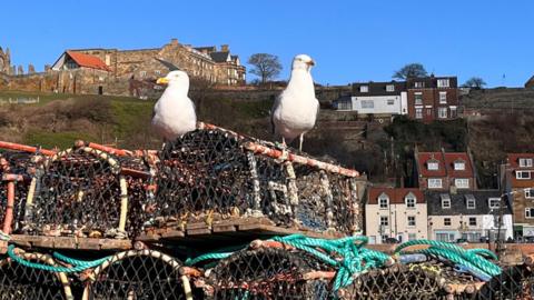 Two seagulls perched on top of stacked wooden-and-netted lobster pots with colourful ropes, set against a hillside of stone houses beneath a clear blue sky.