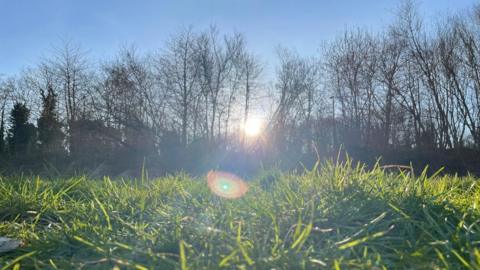 The sun shines brightly through a row of trees with a close up of the grass in the front 