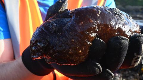 A large sea slug being held. It is slimy and the person is wearing black gloves.