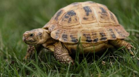 A generic image of a tortoise on grass