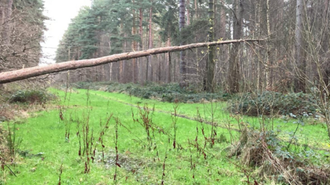 Fallen tree 