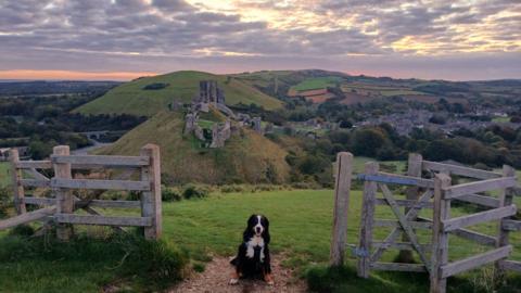 An aerial view of Corfe castle - taken from a nearby hill. The remains sit in the centre of the picture below a sky tinged with pink as the photo was taken at sunrise. A dog sits looking at the camera in the foreground between two gates