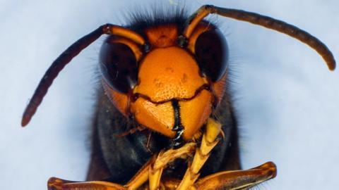 A close-up image of an Asian hornet