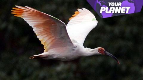 crested ibis in flight