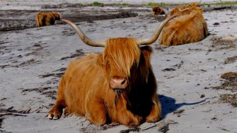 A Highland cow on a beach