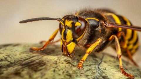 Close up of a wasp.