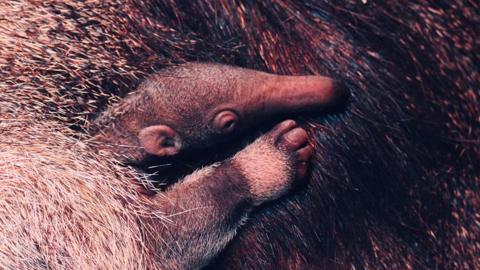 Close up of the baby anteater snuggled in its mother's fur. It has a striped front leg, small ears and a long snout