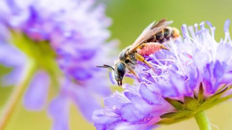 A bee sits on a purple flower. It is dusty with pollen. 