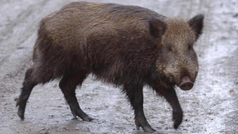 A wild boar, pictured form the side, walking outside