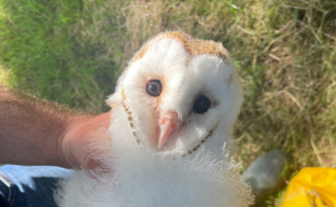 Barn owl chick