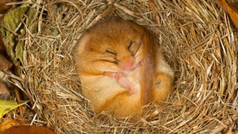 A doormouse is curled up on its back sleeping in hay.