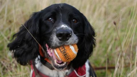 Henry, a Springer Spaniel, is seen with an orange tennis ball in his mouth