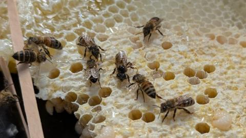 Nine honey bees sit on a piece of honeycomb which has been recovered from a hive.