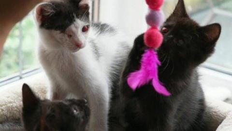 Three kittens - two black and one black and white - sit in a basket as someone dangles a brightly coloured toy made of orange and grey fluffy balls and pinl feathers between the