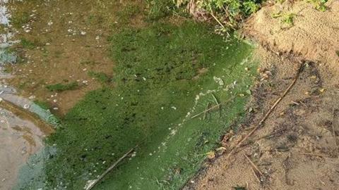 An aerial view of a pond containing blue-green algae.