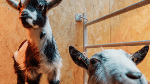 Two small goats stand inside. They are small, cute and fluffy with splotchy black and white markings.