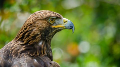 A golden eagle