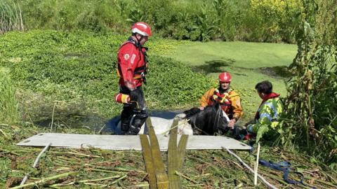 Fire crews rescuing a horse in Grays, Essex